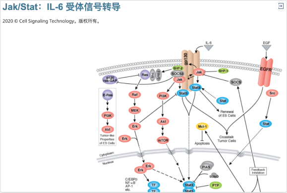 2024新澳门免费原料网1688